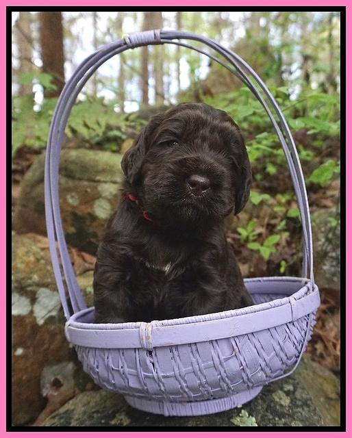 London Trace pups 3 wks old 51