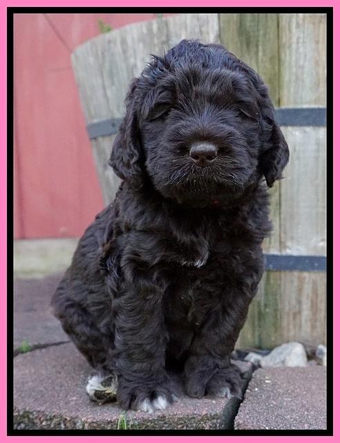 London Trace pups 5 wks old 51