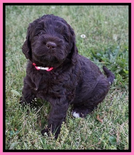 London Trace pups 5 wks old 71