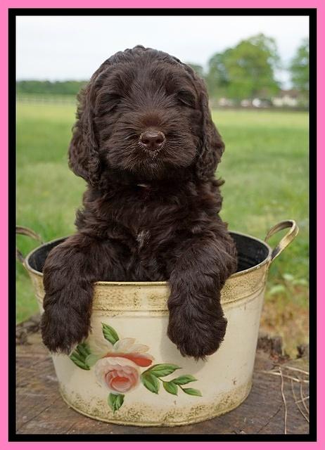 London Trace pups 6 wks old 61