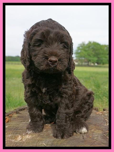 London Trace pups 6 wks old 71
