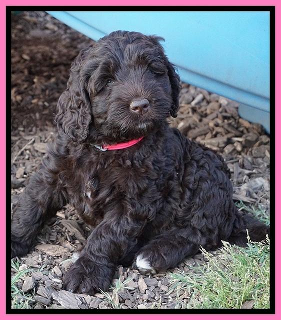 London Trace pups 7 wks old 61