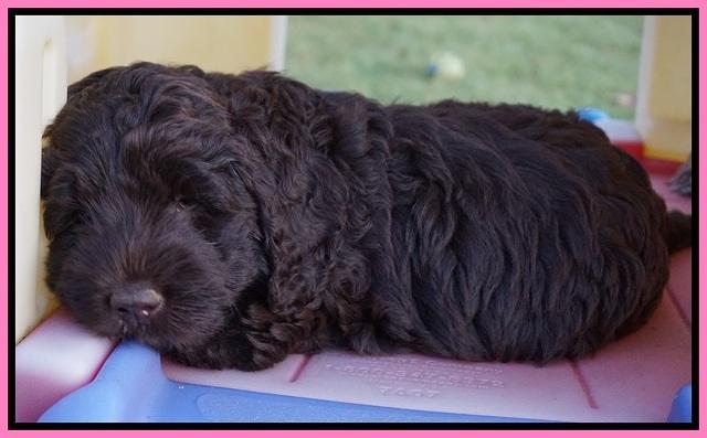 London Trace pups 7 wks old 71