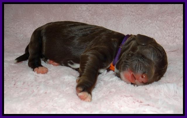 London Trace Newborn pups 91