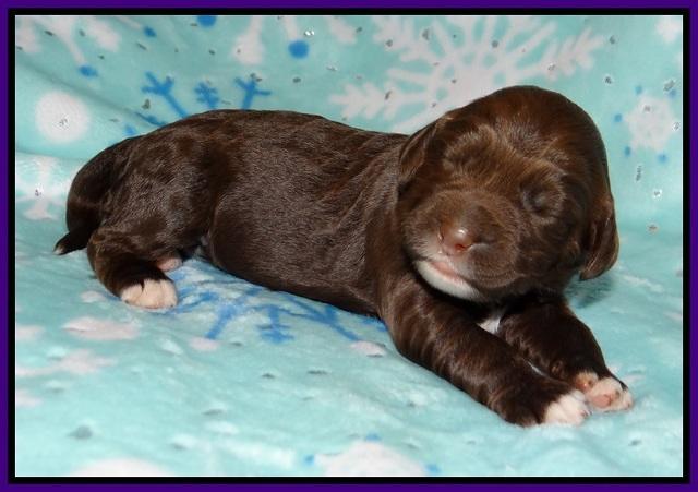 London Trace pups 1 wk old 51
