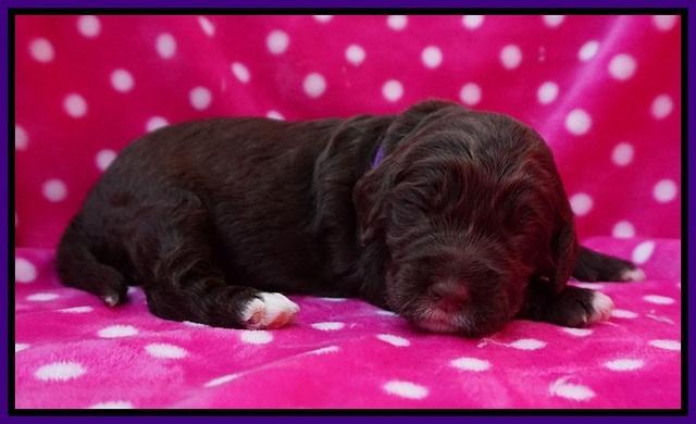 London Trace pups 2 wks old 51