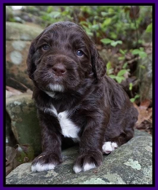 London Trace pups 3 wks old 101