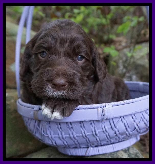 London Trace pups 3 wks old 91