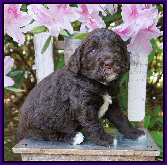 London Trace pups 4 wks old 81