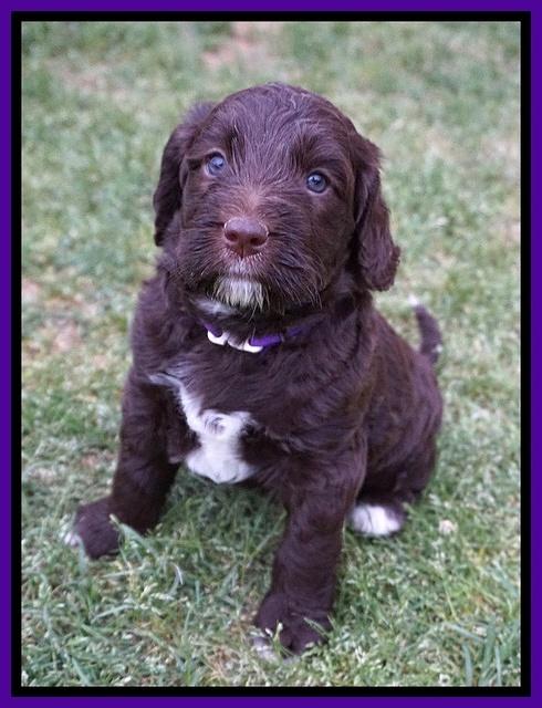 London Trace pups 5 wks old 11100