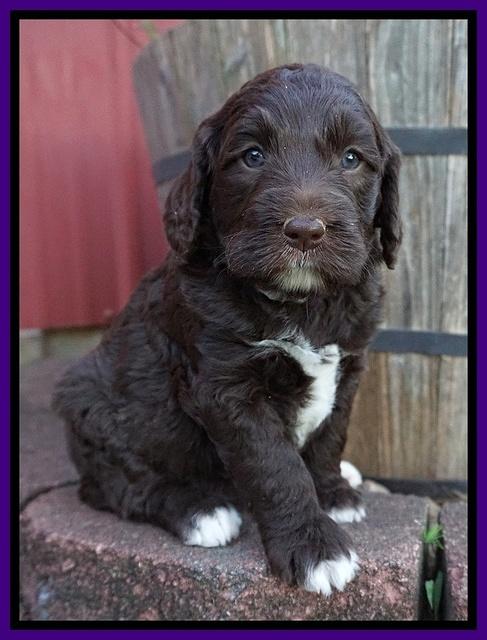 London Trace pups 5 wks old 181