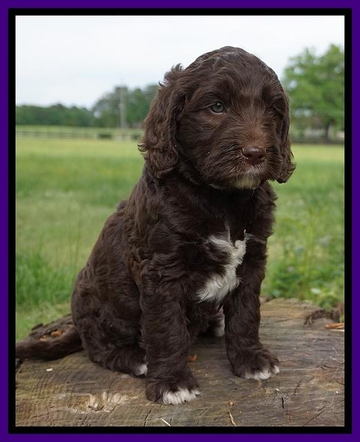 London Trace pups 6 wks old 101