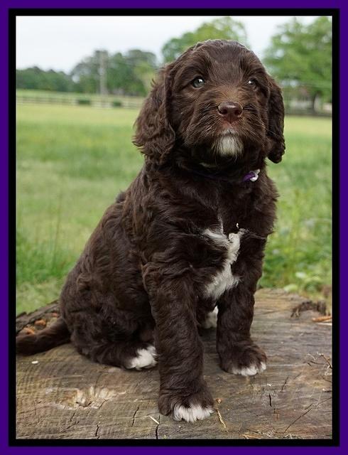 London Trace pups 6 wks old 91
