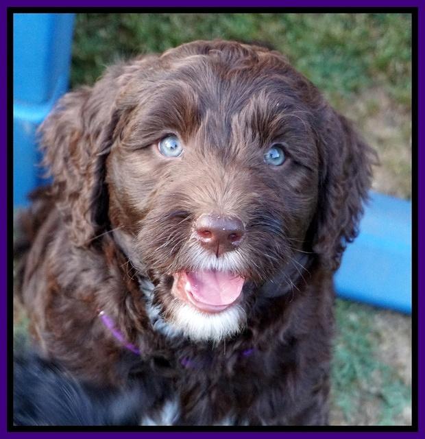 London Trace pups 7 wks old 121