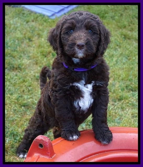 London Trace pups 7 wks old 91