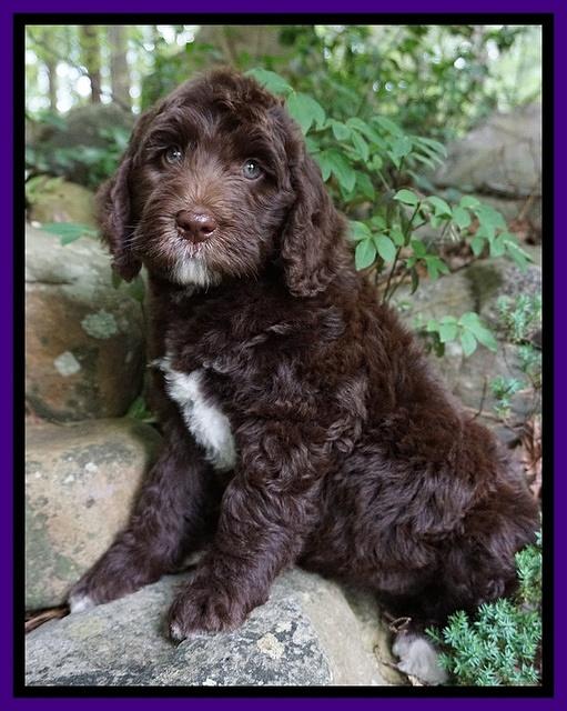 London Trace pups 8 wks old 151