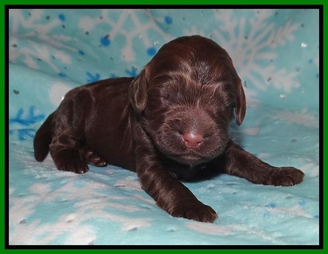 London Trace pups 1 wk old 71