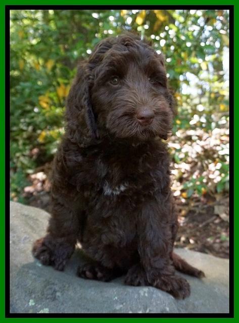 London Trace pups 11232