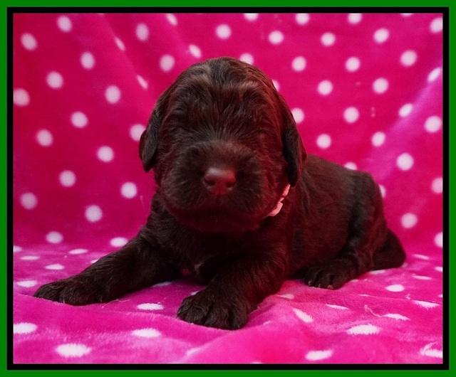 London Trace pups 2 wks old 61