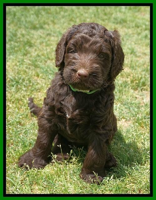 London Trace pups 5 wks old 201