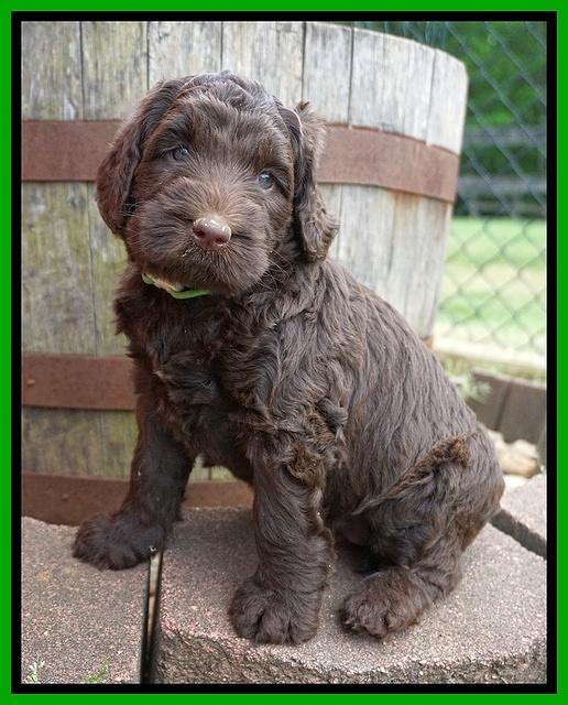 London Trace pups 5 wks old 231