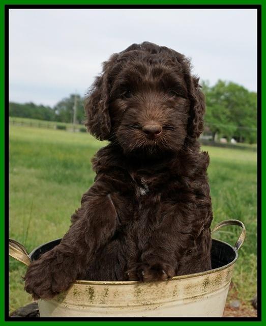 London Trace pups 6 wks old 151
