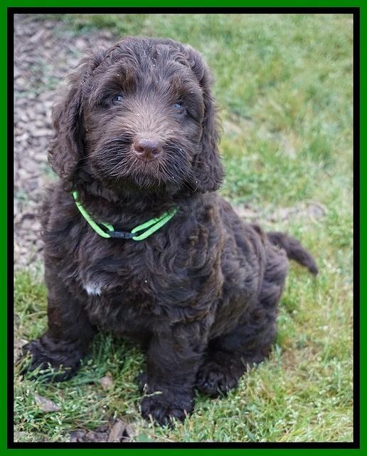 London Trace pups 7 wks old 151