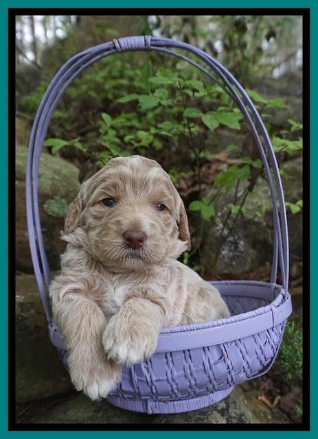 London Trace pups 3 wks old 191