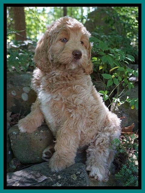 London Trace pups 7232