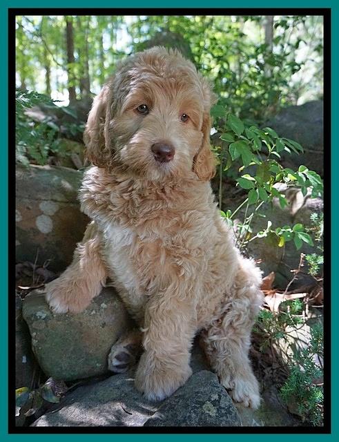 London Trace pups 8232