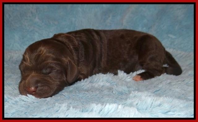 London Trace Newborn pups 141
