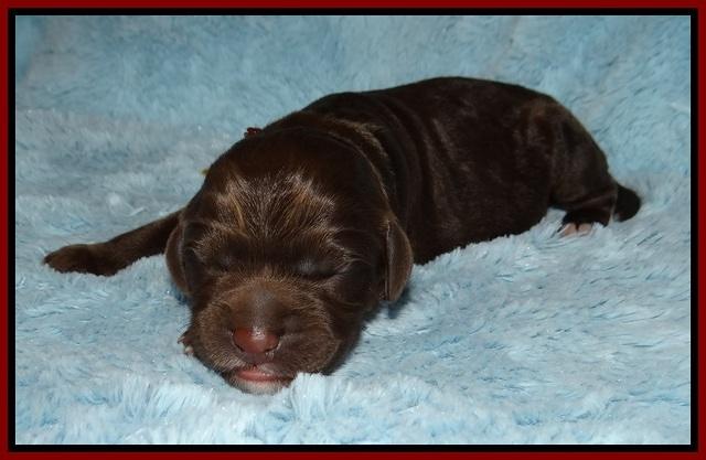 London Trace Newborn pups 151