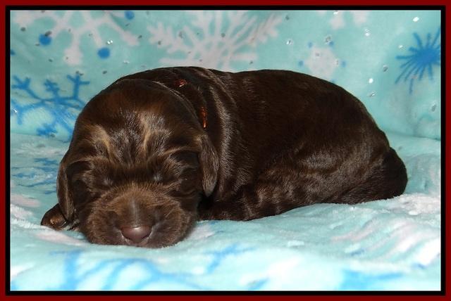 London Trace pups 1 wk old 111