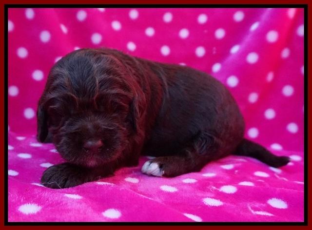 London Trace pups 2 wks old 81