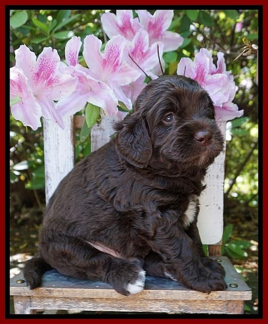 London Trace pups 4 wks old 181