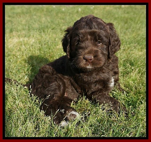 London Trace pups 5 wks old 131