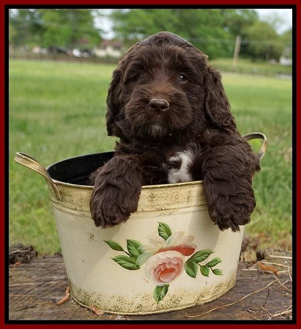 London Trace pups 6 wks old 191
