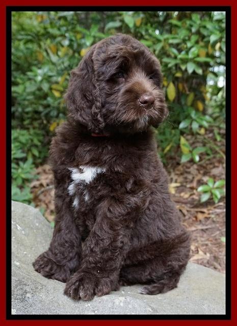 London Trace pups 8 wks old 31