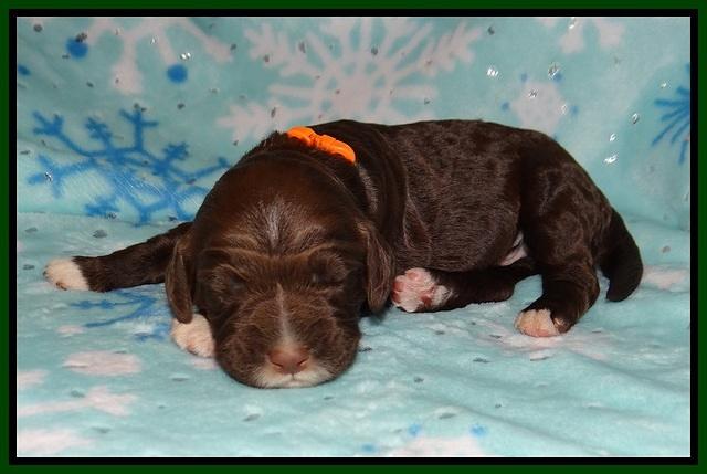 London Trace pups 1 wk old 171