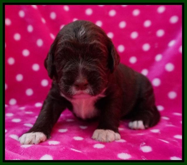 London Trace pups 2 wks old 91