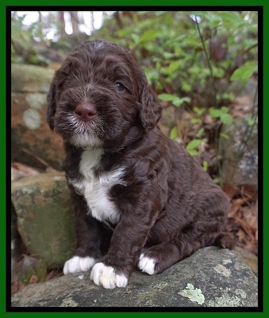 London Trace pups 3 wks old 231