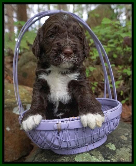 London Trace pups 3 wks old 241