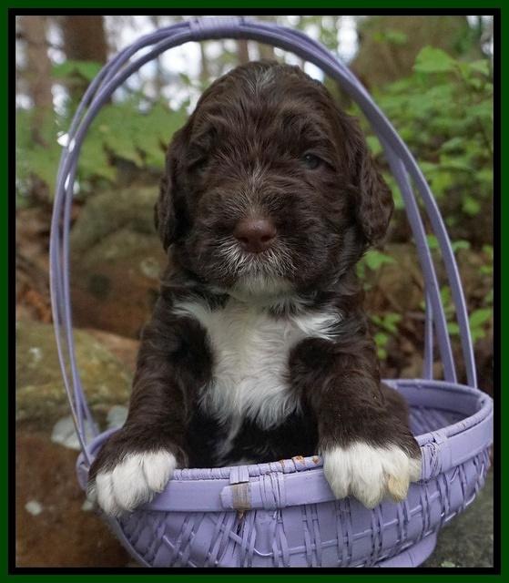 London Trace pups 3 wks old 251