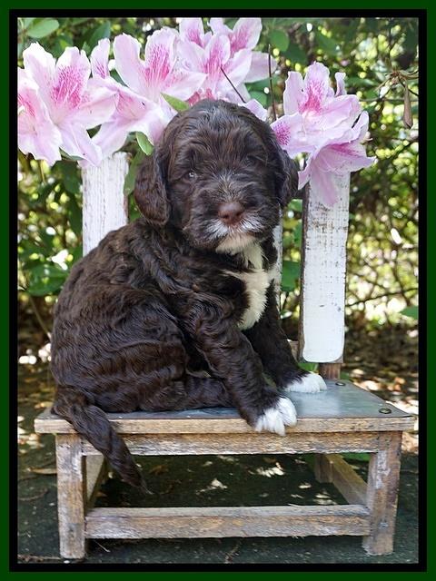 London Trace pups 4 wks old 211