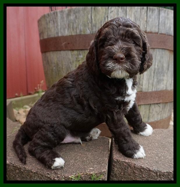 London Trace pups 5 wks old 251
