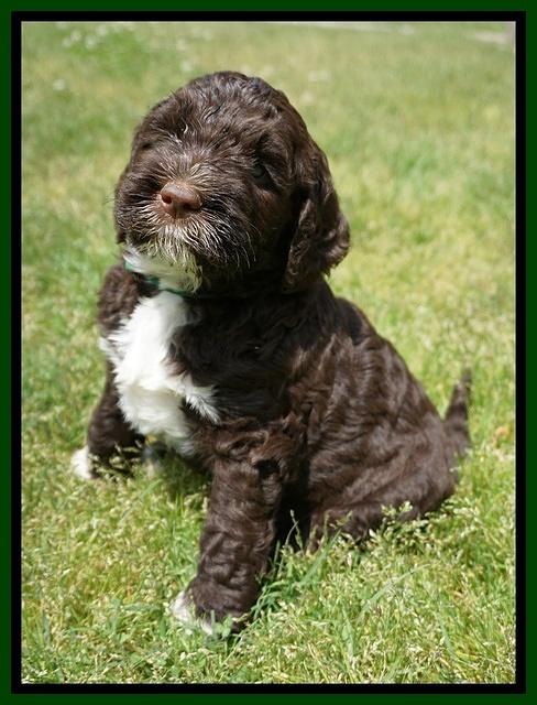 London Trace pups 5 wks old 261