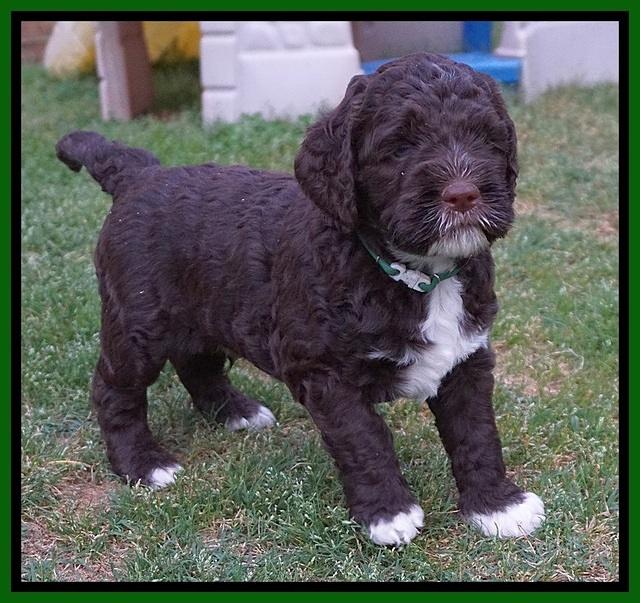 London Trace pups 5 wks old 28100