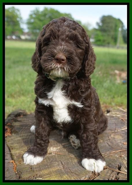 London Trace pups 6 wks old 231