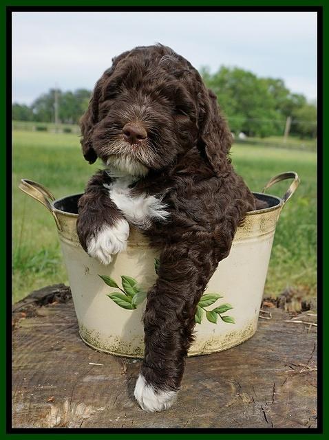 London Trace pups 6 wks old 251