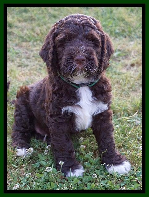 London Trace pups 7 wks old 271